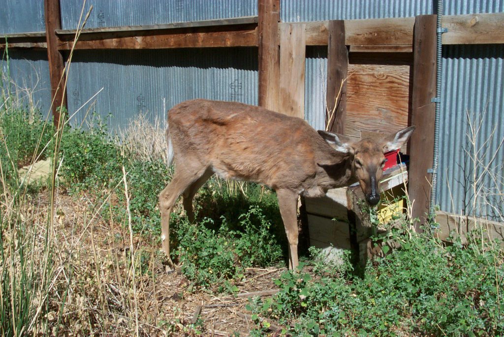 chronic wasting disease