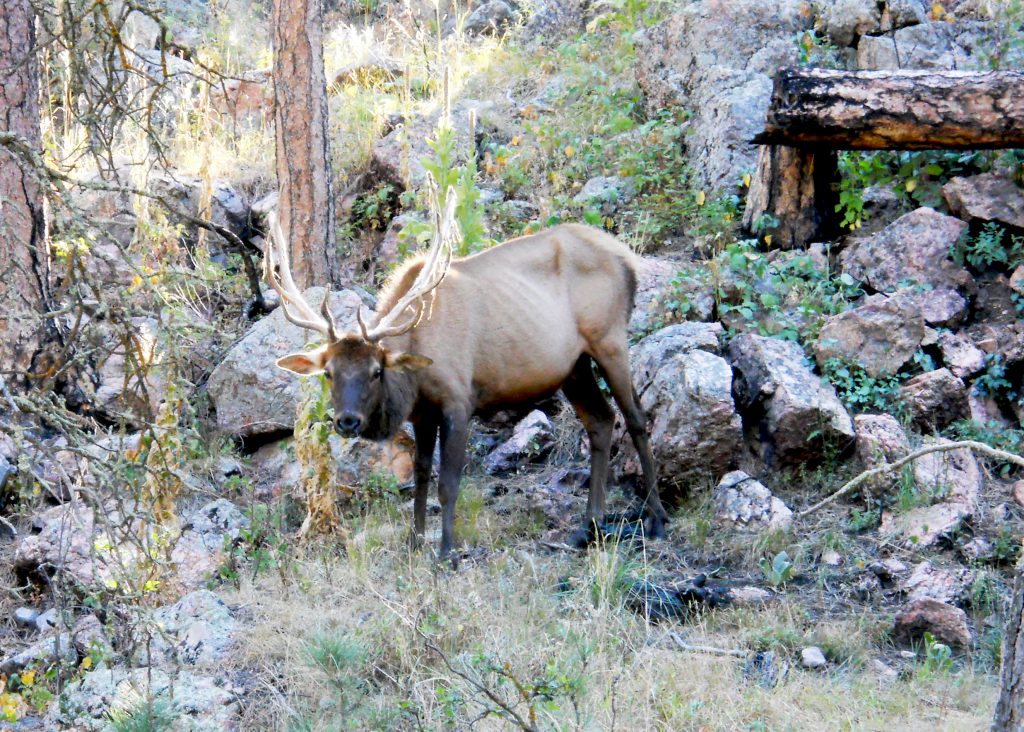 chronic wasting disease