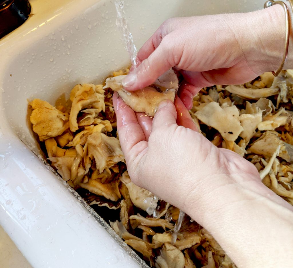 cleaning sheepshead mushrooms