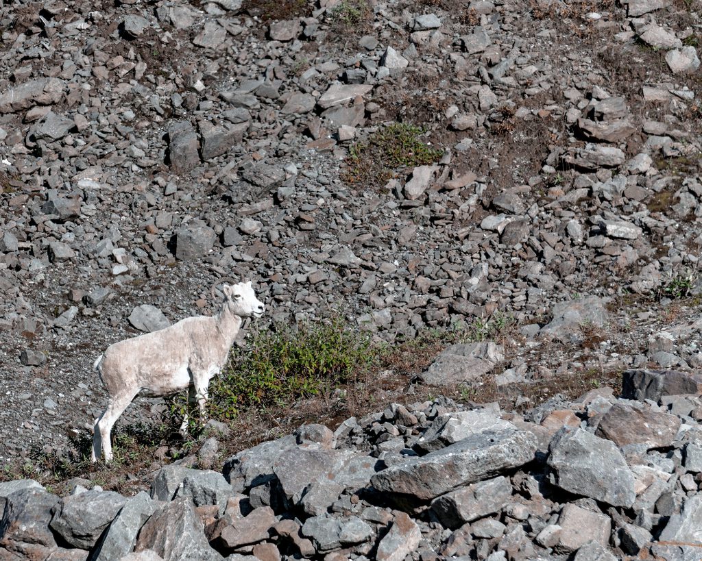 dall sheep atigun pass