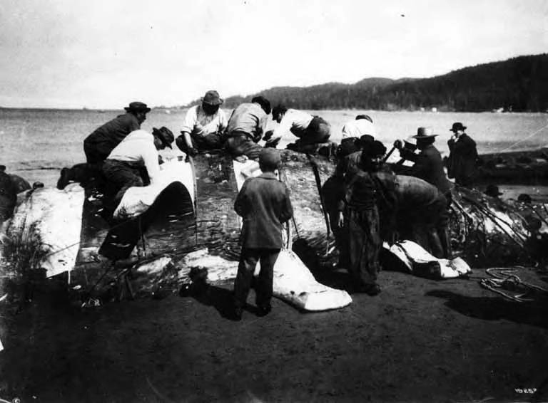 makah tribe whale hunting