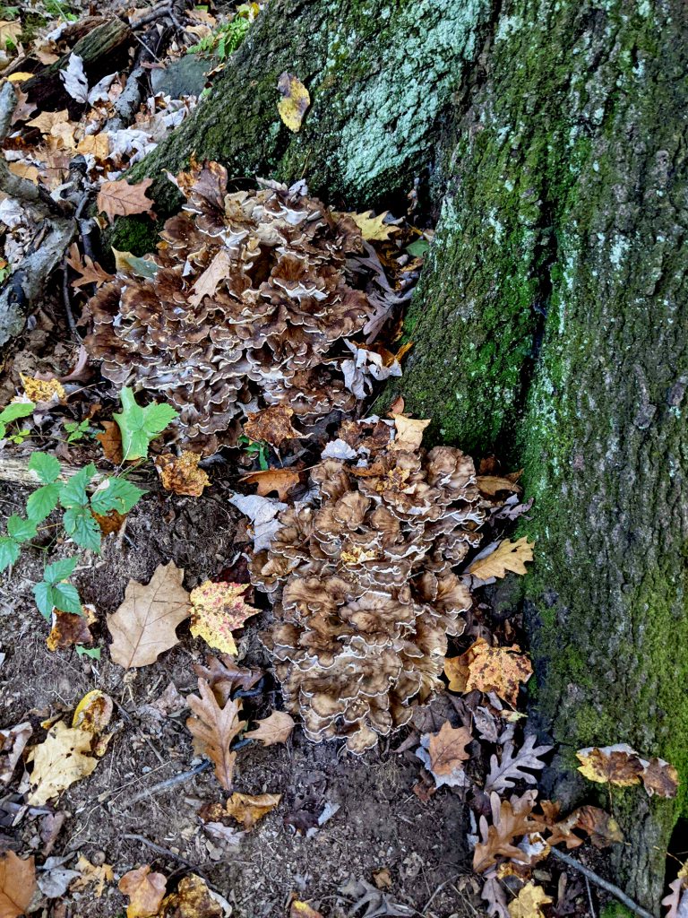 sheepshead mushrooms