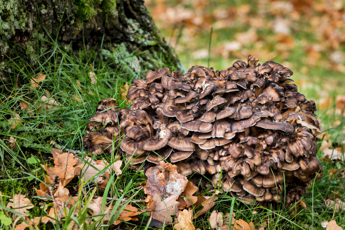 sheepshead mushrooms