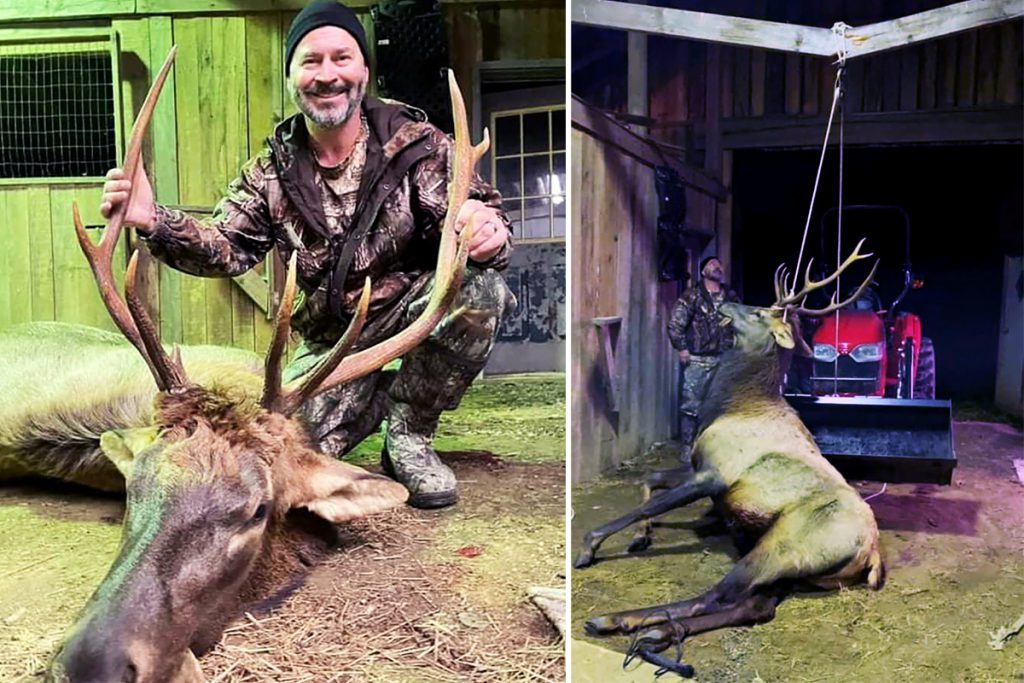Virginia Elk Are Back! Whitetail Hunter Tags 700Pound HomeState Bull