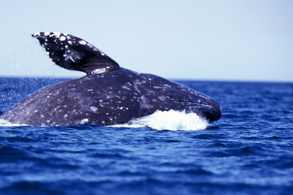 Makah Tribe Could Resume 2,700YearOld Whale Hunting Tradition