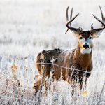 whitetail deer chronic wasting disease