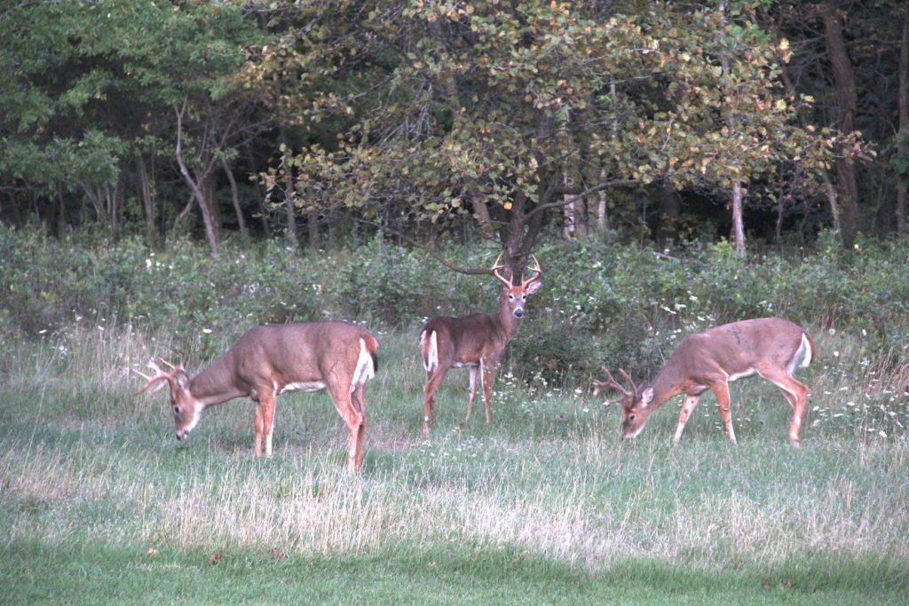 wisconsin deer hunting regulations covid