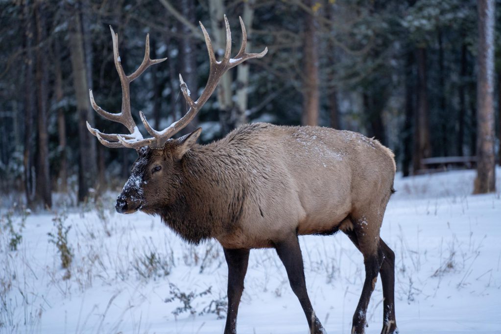 bull elk in snow