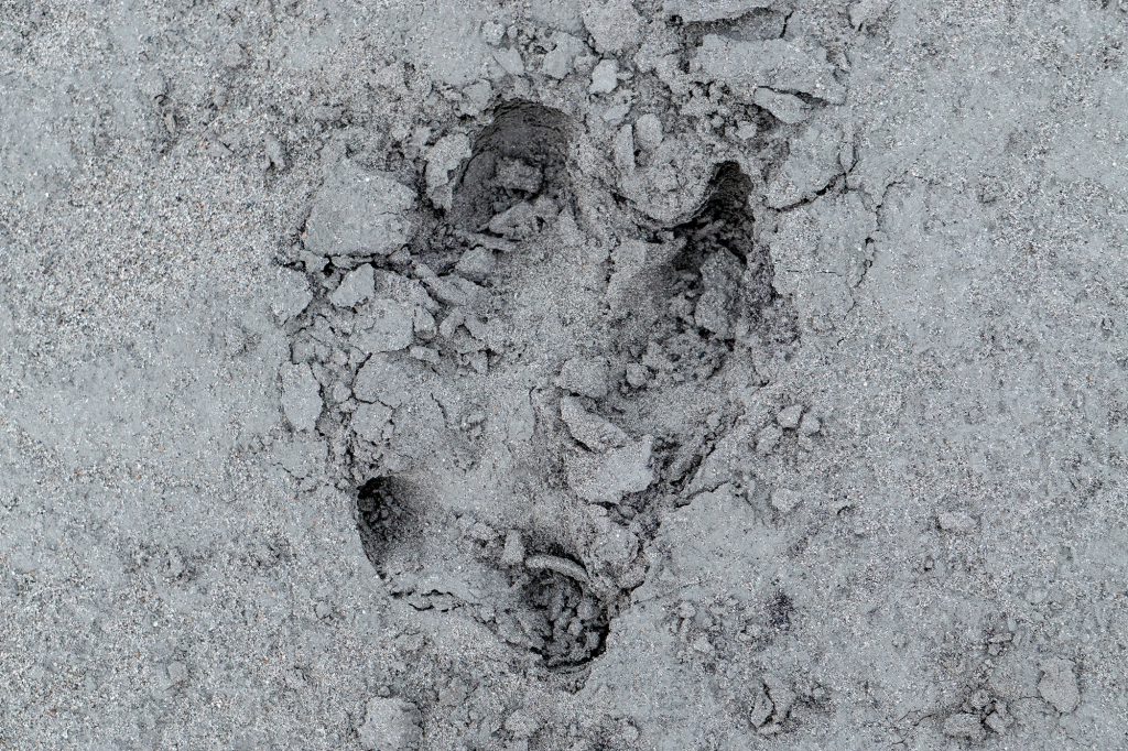 caribou track in dirt