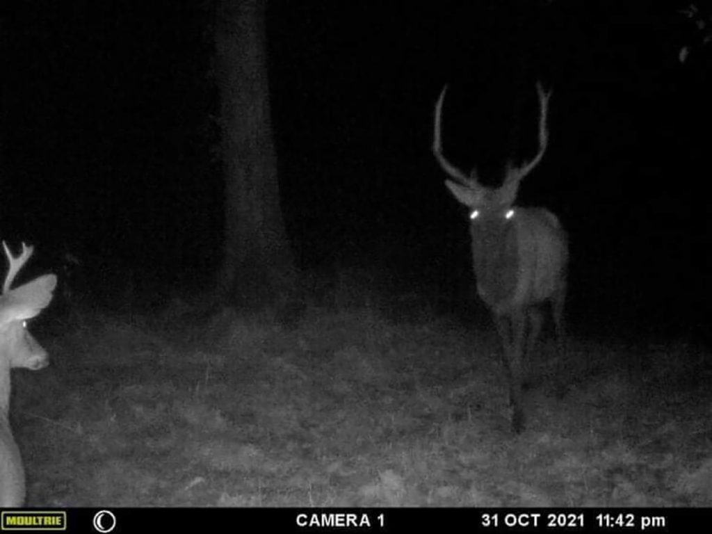 trail cam shot