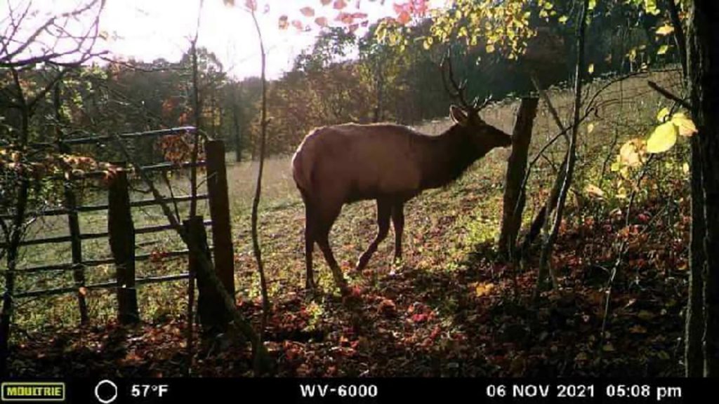 virginia elk trail cam shot