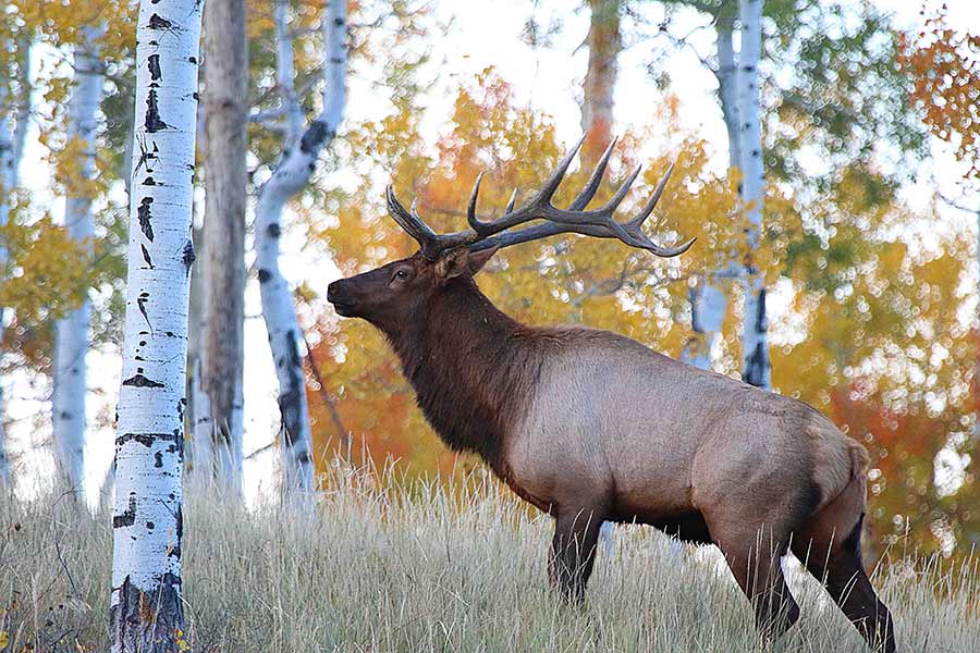 utah elk hunting