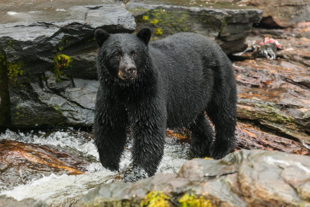 spring washington black bear