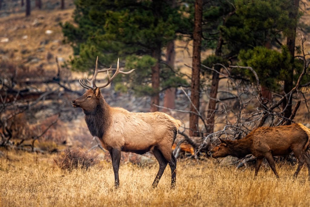 Montana Elk New Regs Could End Bull Hunting on Some Public Lands