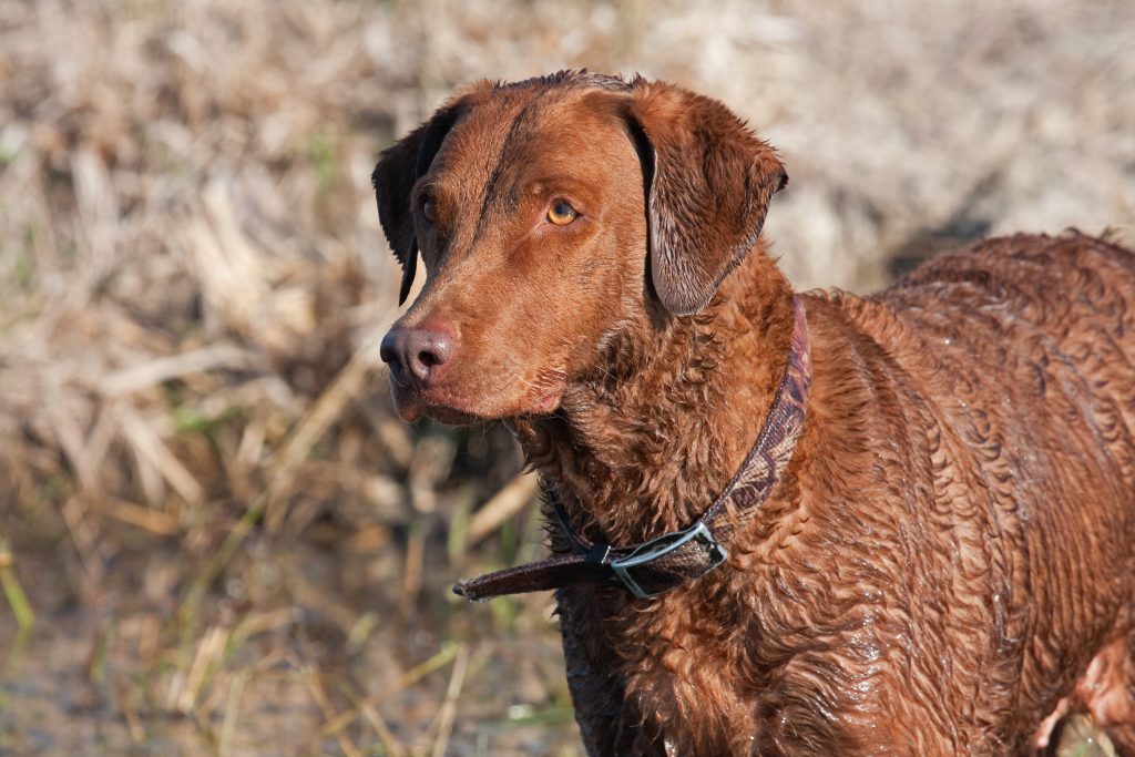 The 8 Greatest Hunting Dog Breeds of All Time