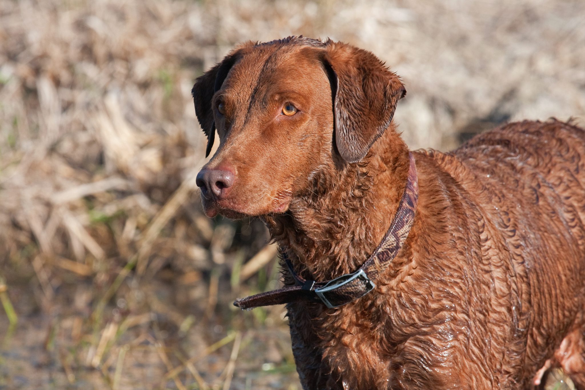 chesapeake bay retriever hunting dog