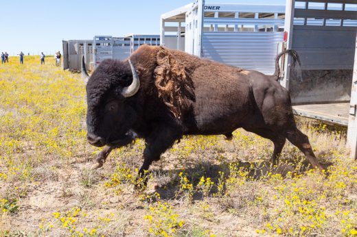 yellowstone bison release