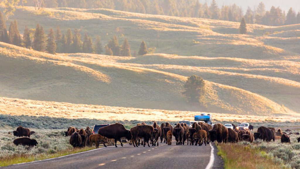 yellowston bison jam