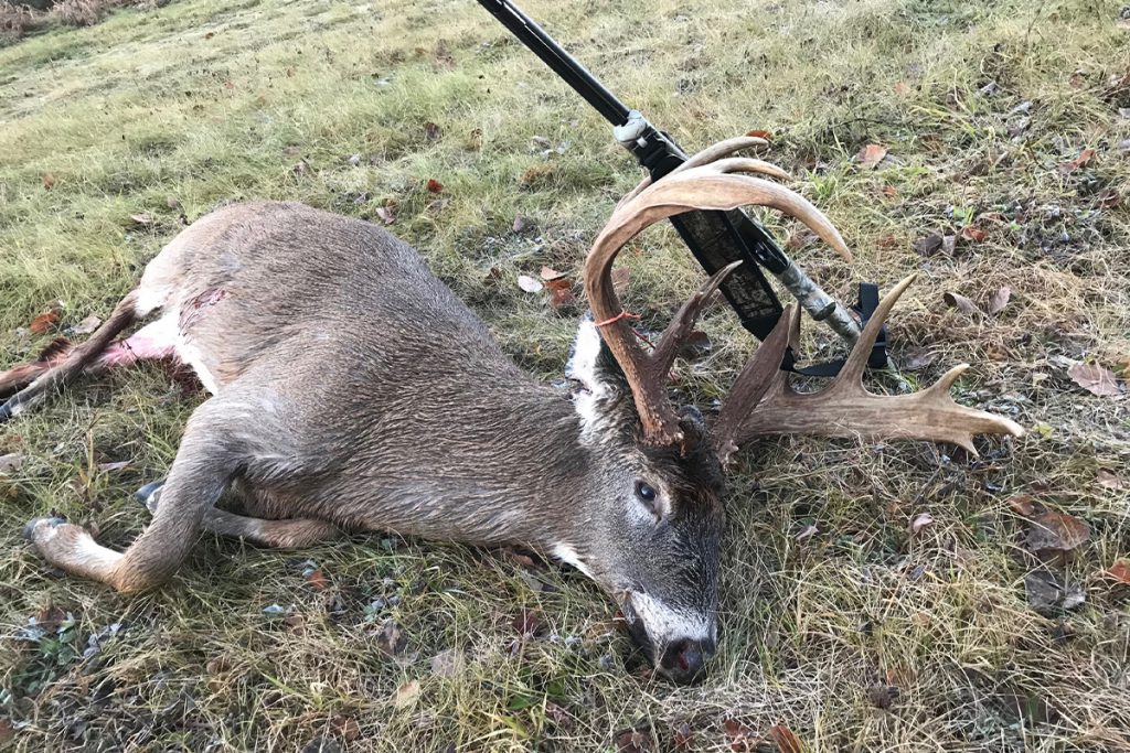 monster maine whitetail