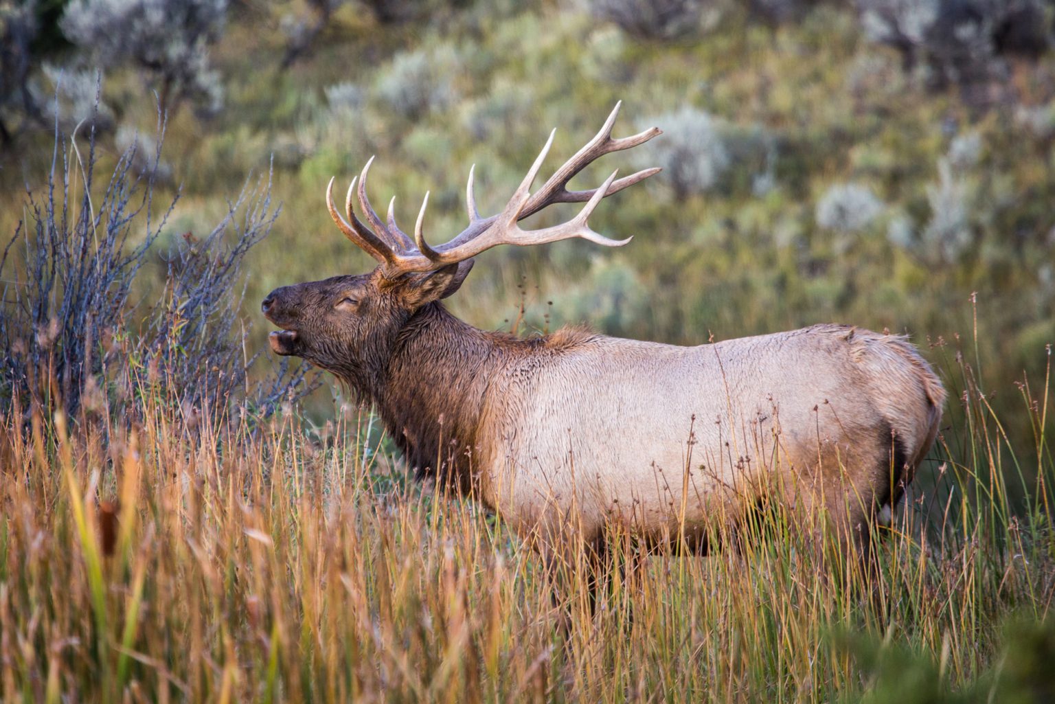 Montana Elk: New Regs Could End Bull Hunting on Some Public Lands