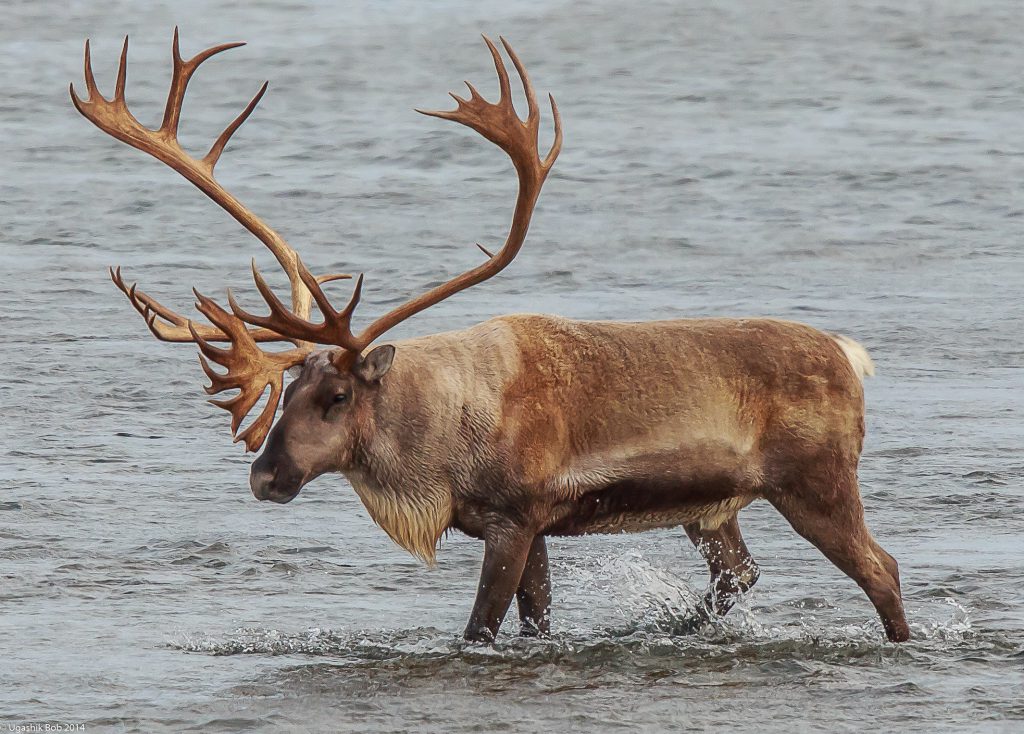 AK Caribou Herd Decline Could Shut Out Nonresident Hunters