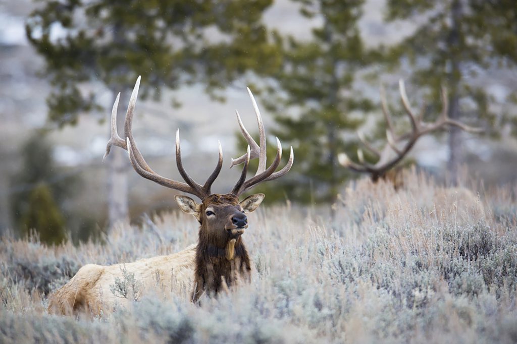 montana elk