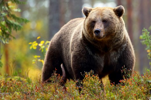 Yellowstone Grizzlies Closer to Delisting: WY, MT Approve Revised MOA