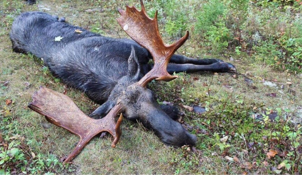 After 40-Year Wait, Maine Hunter Draws Moose Permit, Bags Grand Slam