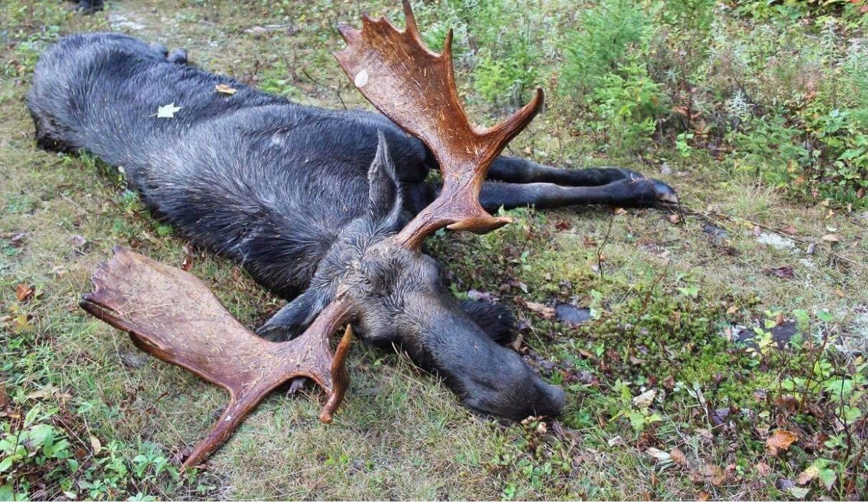 After 40-Year Wait, Maine Hunter Draws Moose Permit, Bags Grand Slam