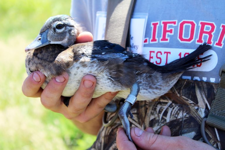 Banded Birds Why Leg Bands are More Than Mere Hunting Trophies