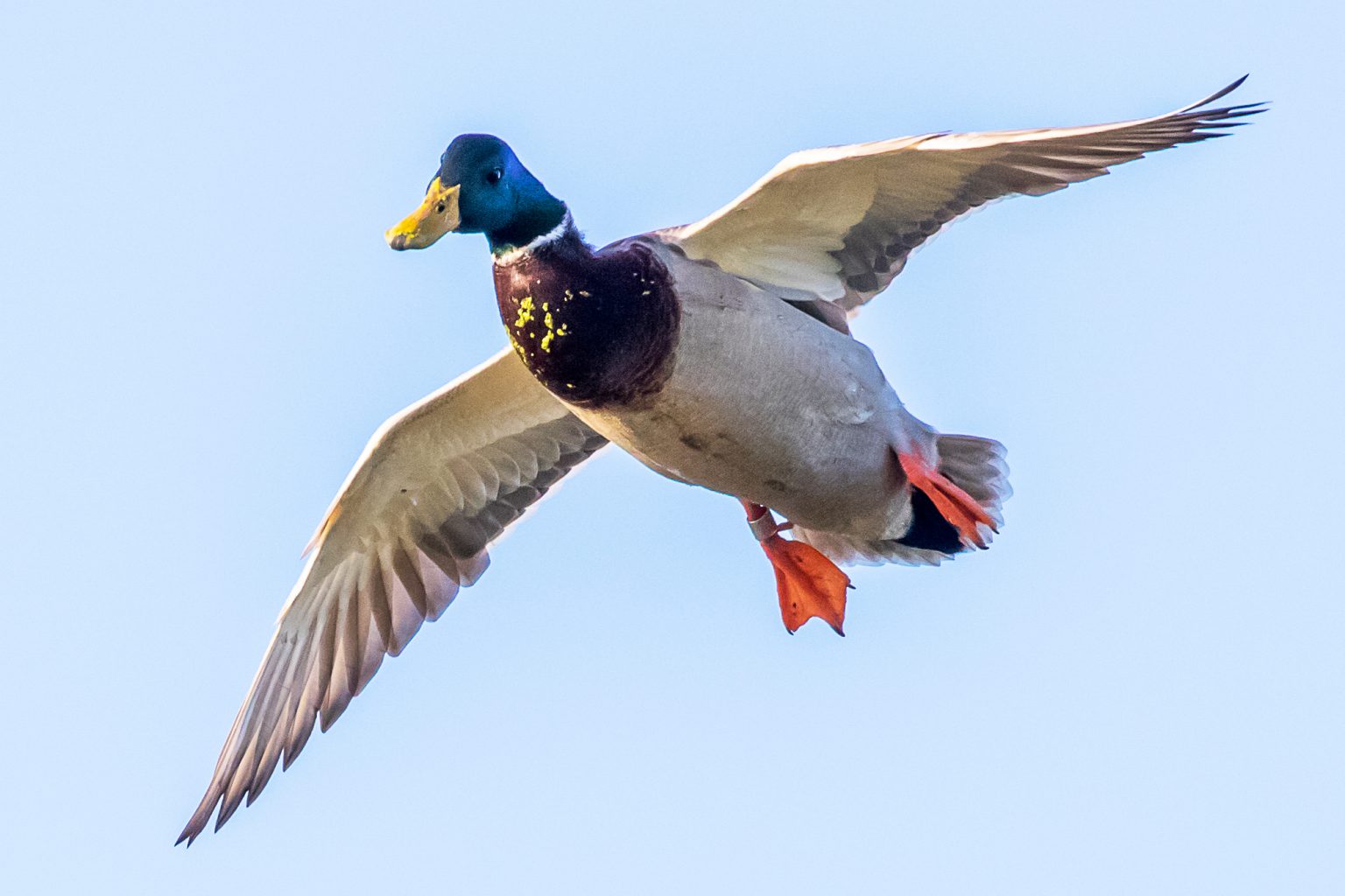 Banded Birds: Why Leg Bands are More Than Mere Hunting Trophies Banded Birds: Why Leg Bands are More Than Mere Hunting Trophies