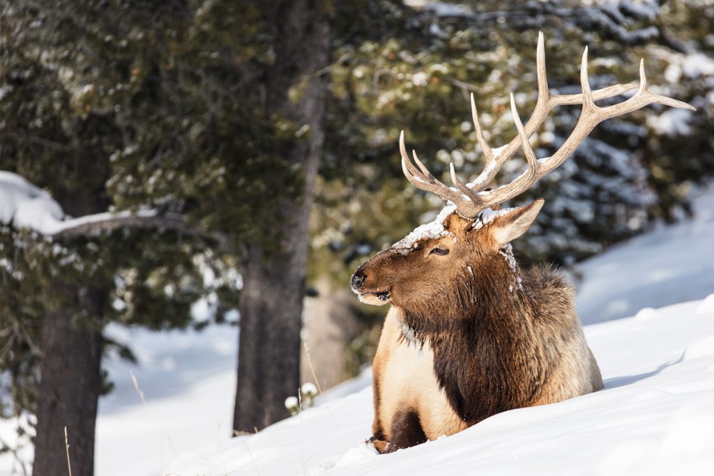 Montana Elk New Regs Could End Bull Hunting on Some Public Lands