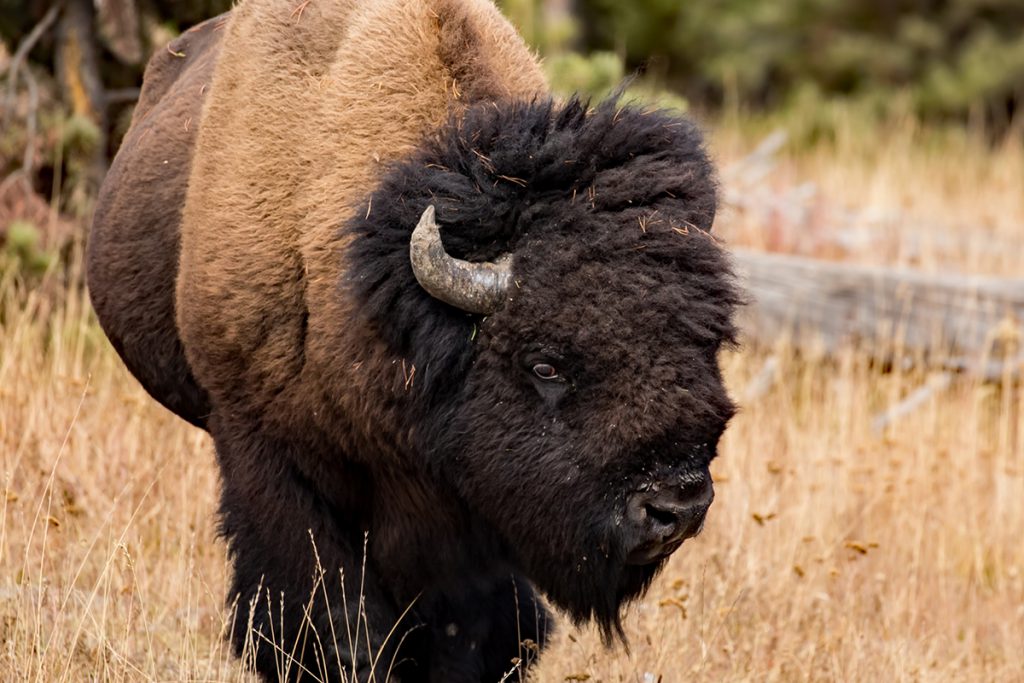 bison close up