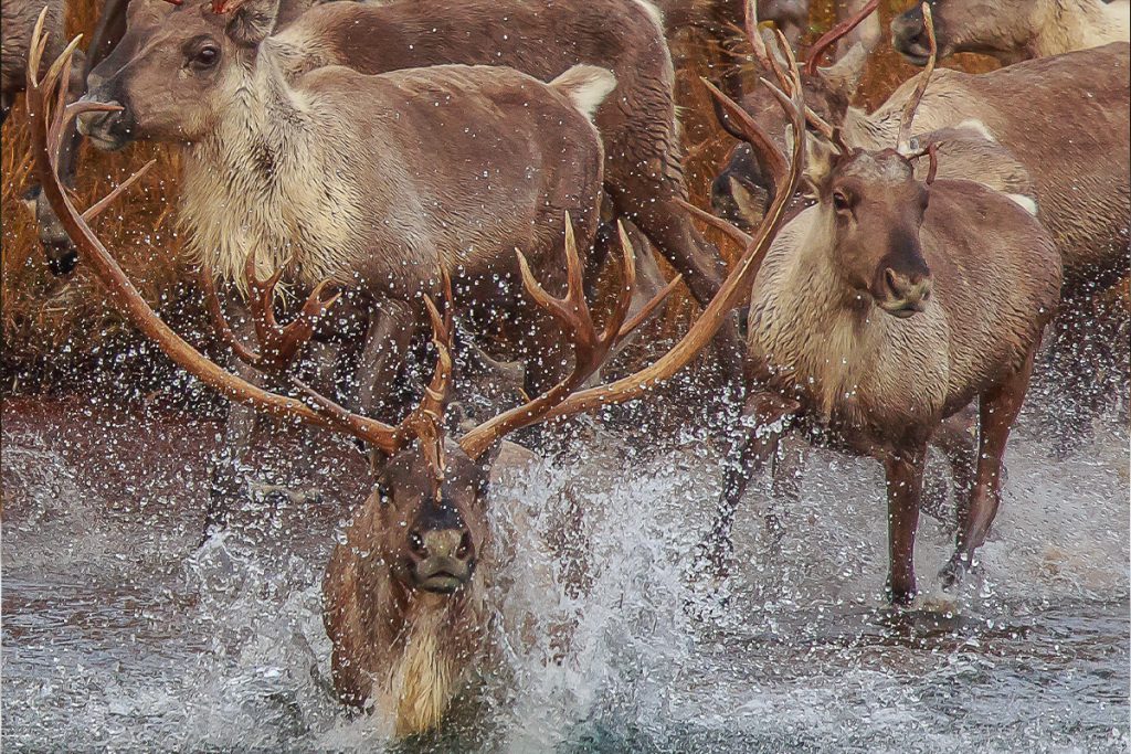 DIY Alaska Caribou Hunt Checklist How to Hunt the Dalton Highway