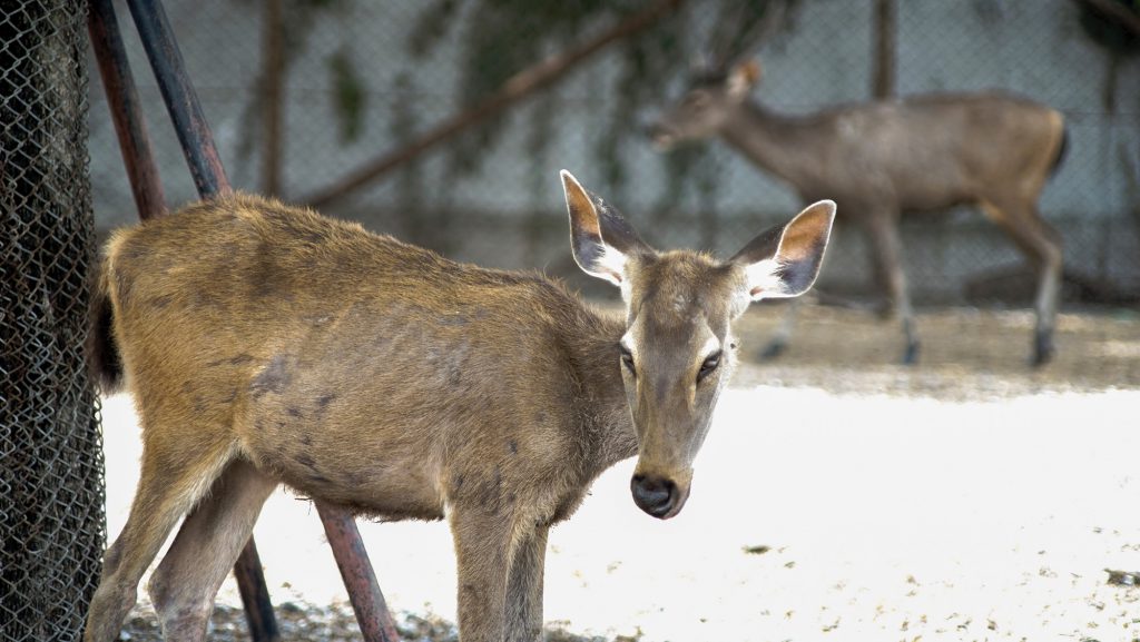 sick doe in farm