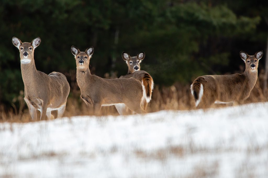Montana Deer Season Extended to Combat CWD, Booming Population