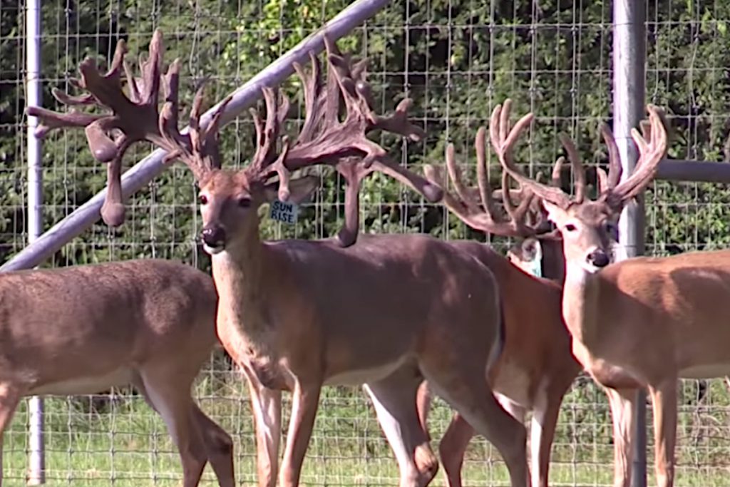 trophy deer high fence