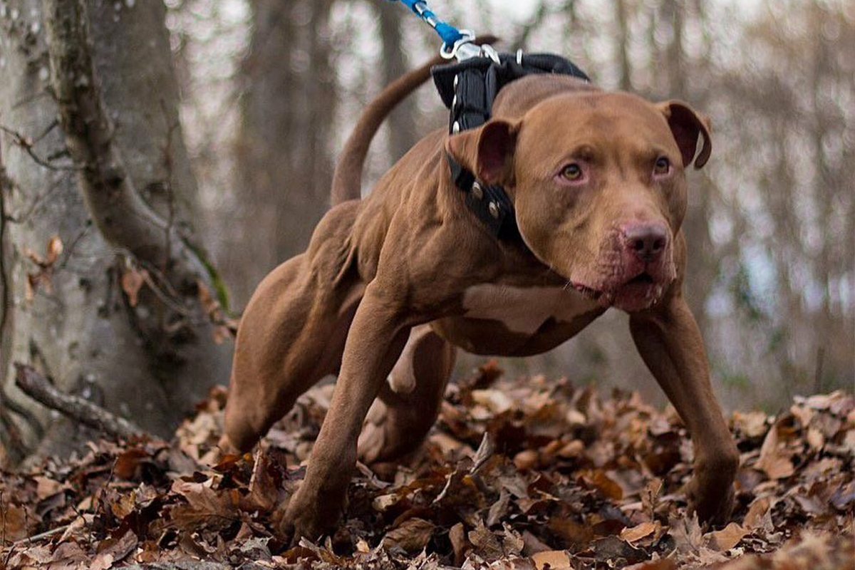Pit bulls have been used for hunting hogs since the early 1900s. 