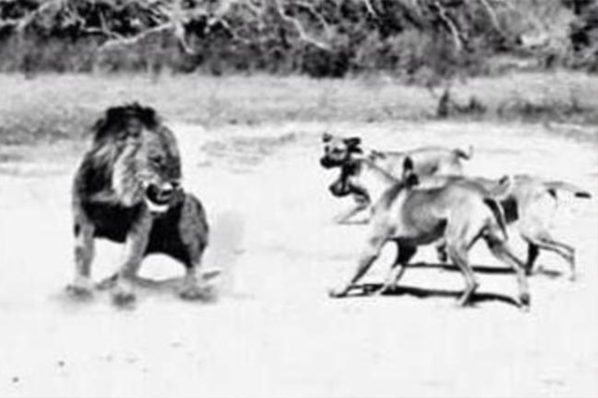 hunting dogs rhodesian ridgeback