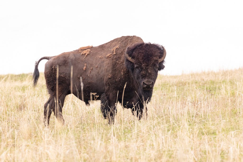 yellowstone bison