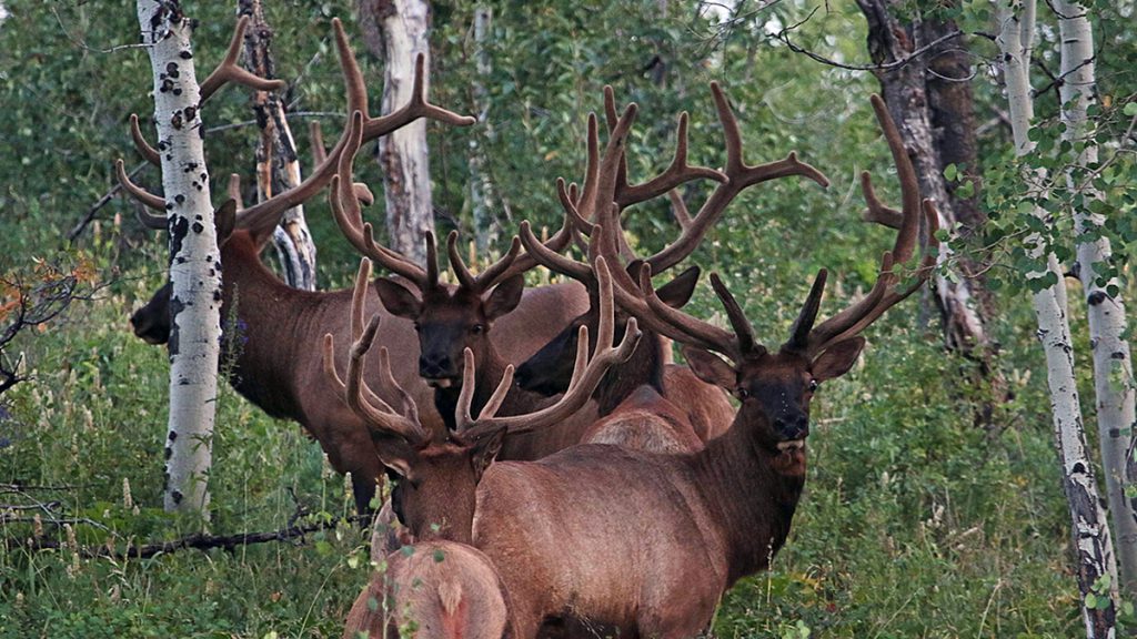 Utah Drops Proposed Elk Hunting Lottery, Will Issue OTC Tags in 2022