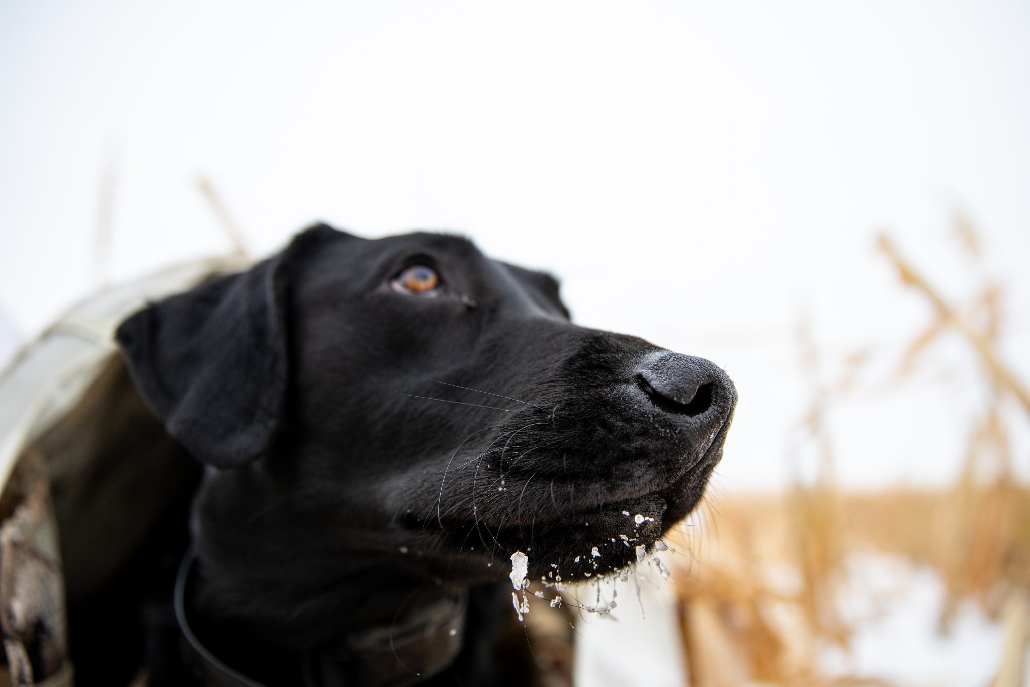 lead brady davis goose hunting dog 