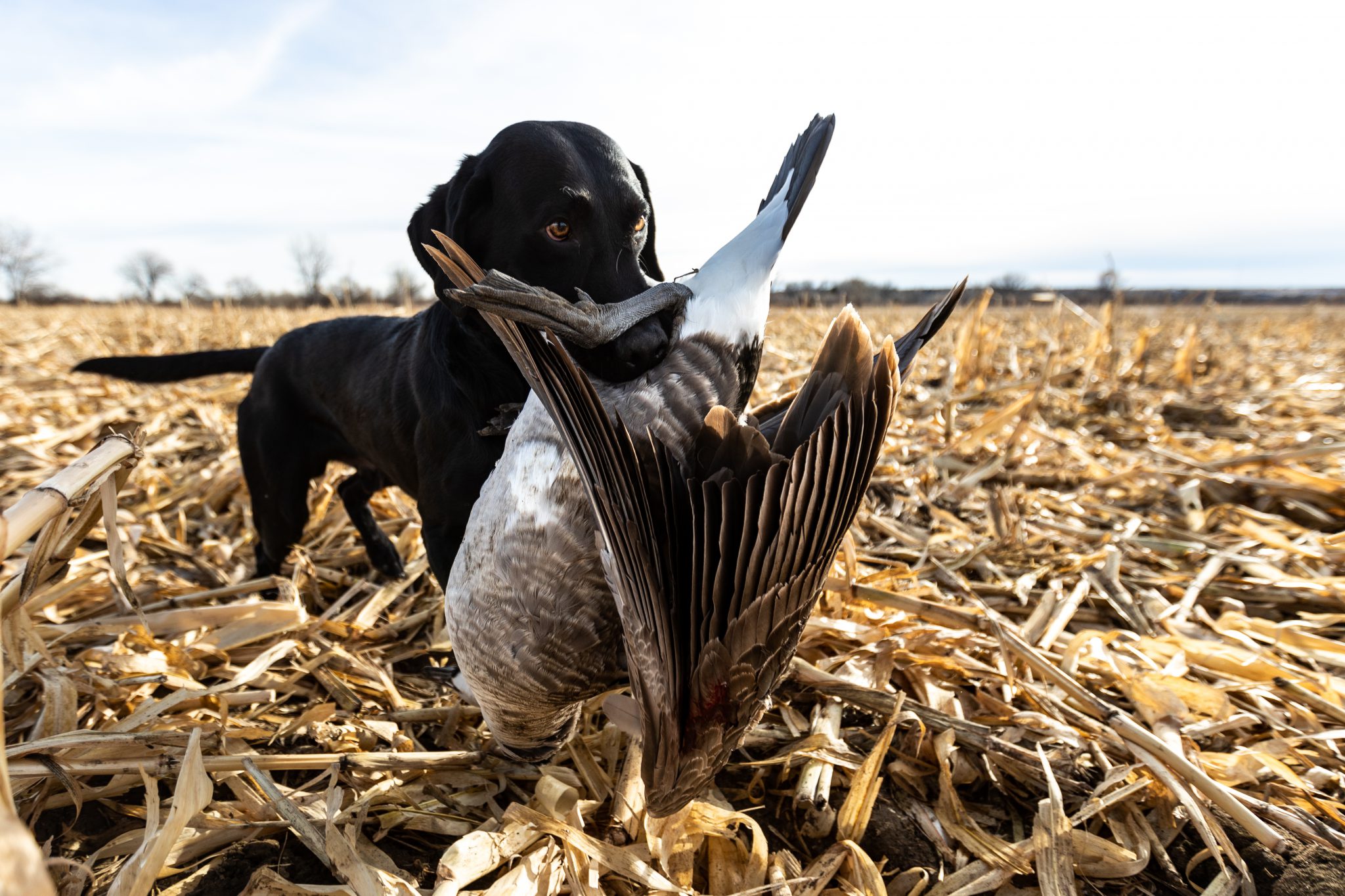 lead hunting dogs