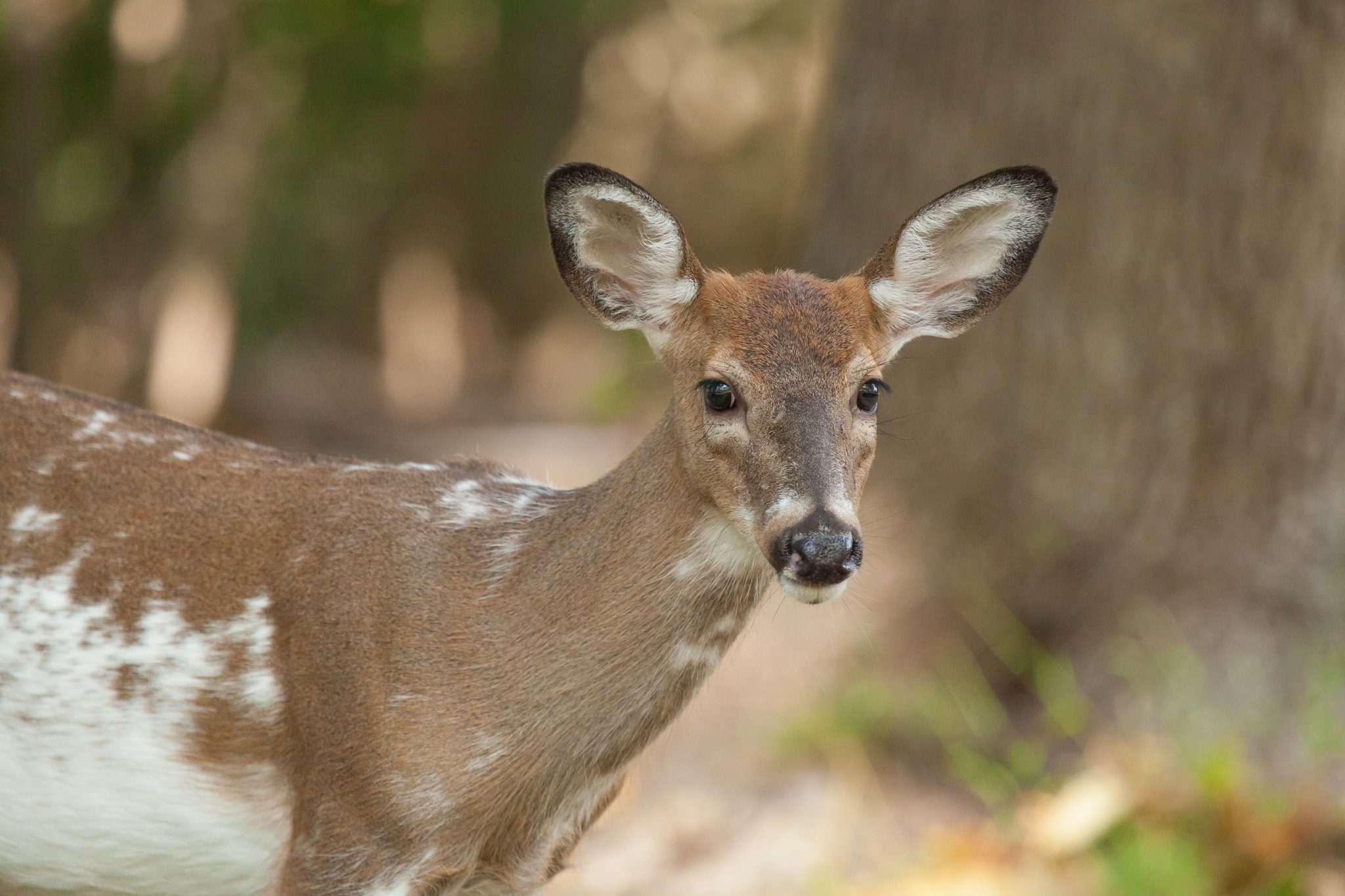 albino white tailed deer fawn