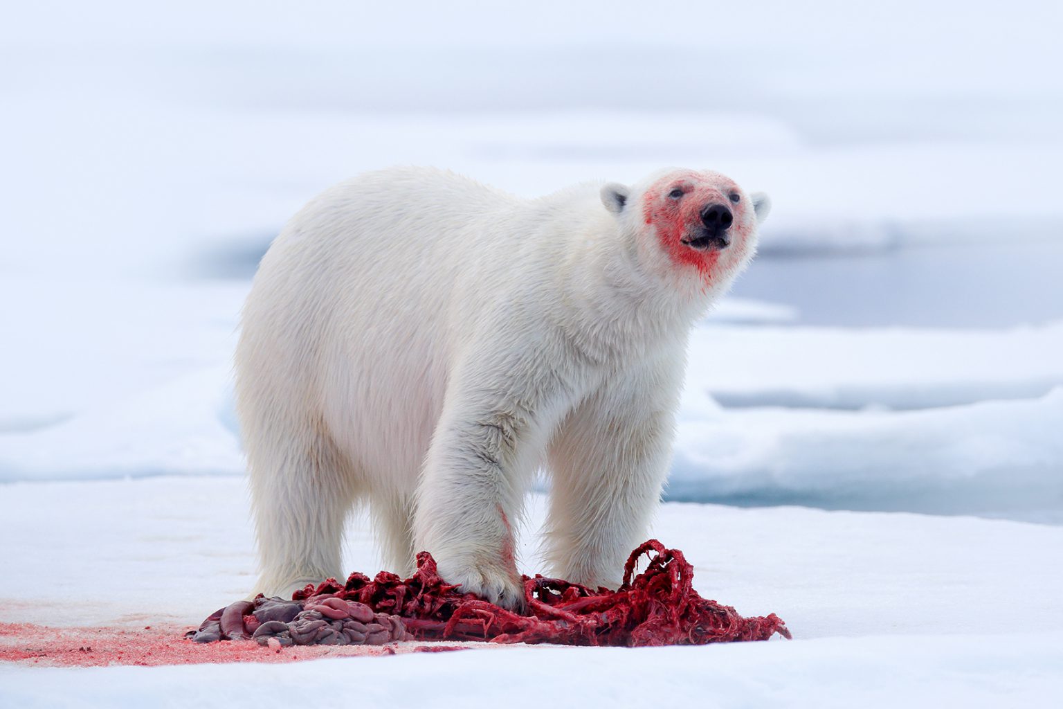 Белый медведь ест нерпу