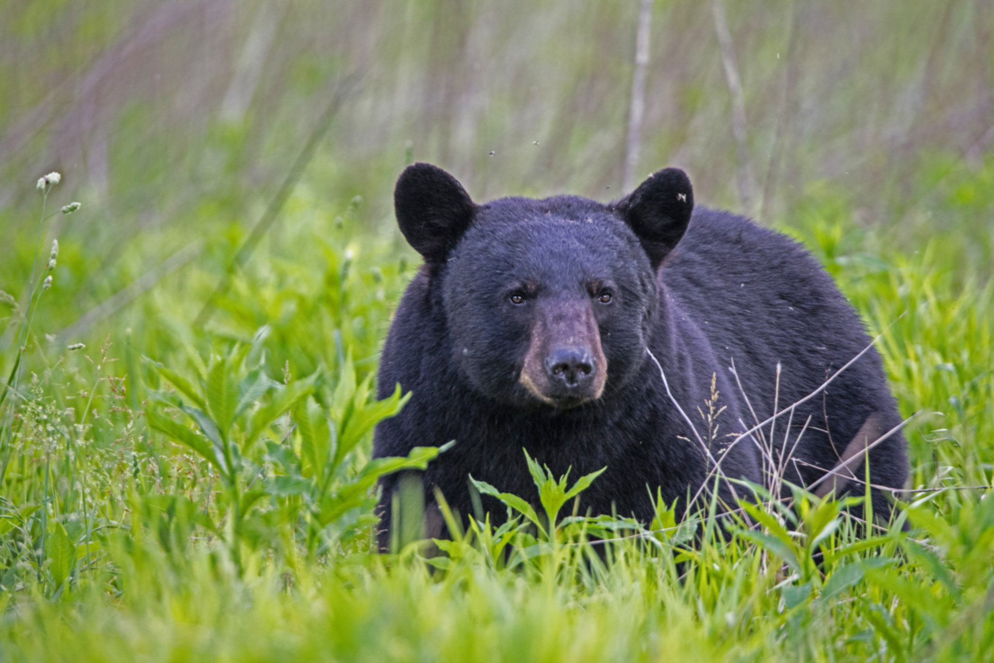 North Carolina Black Bear Hunting May Be Expanded to 3 Sanctuaries