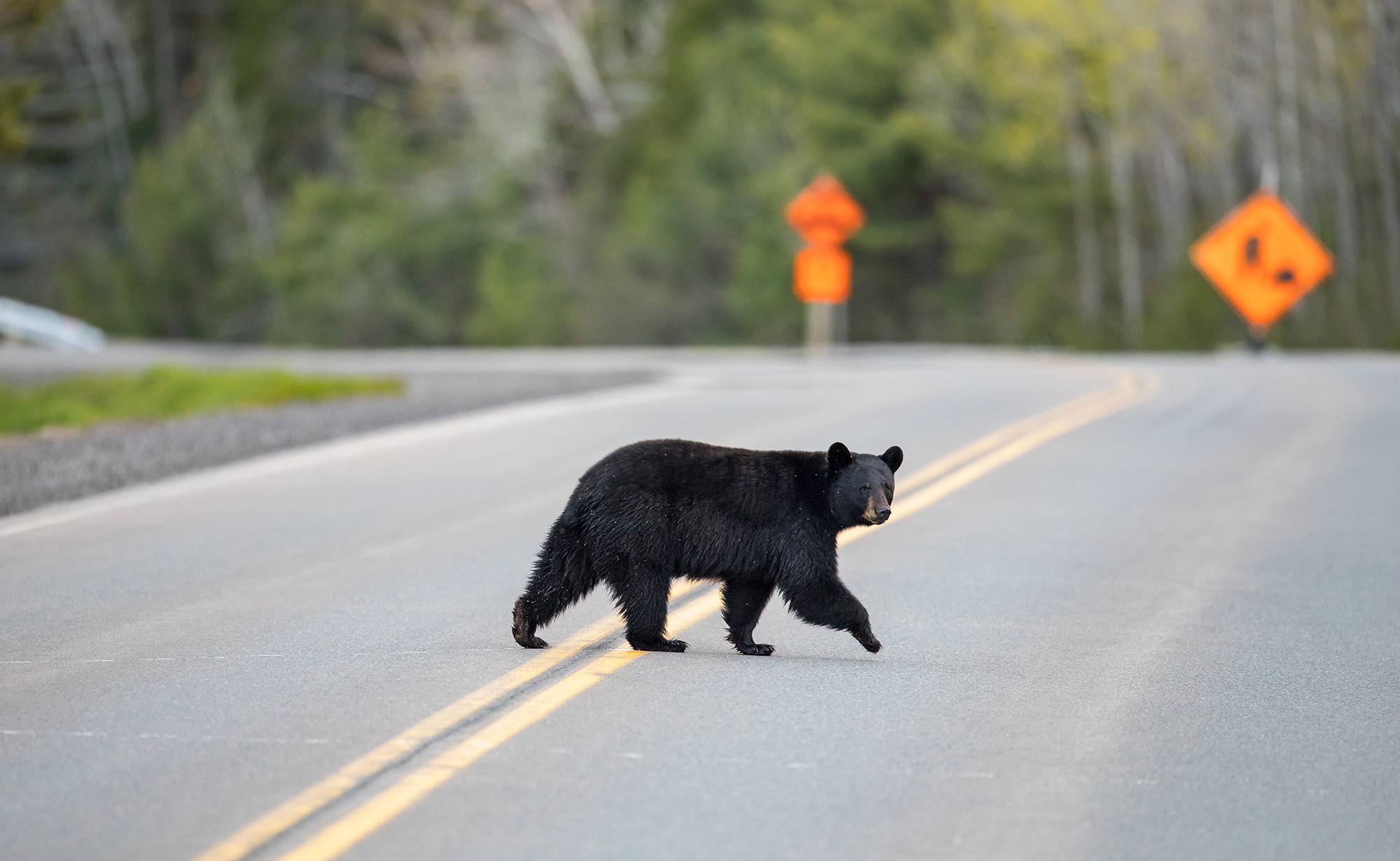 North Carolina Black Bear Hunting May Be Expanded to 3 Sanctuaries