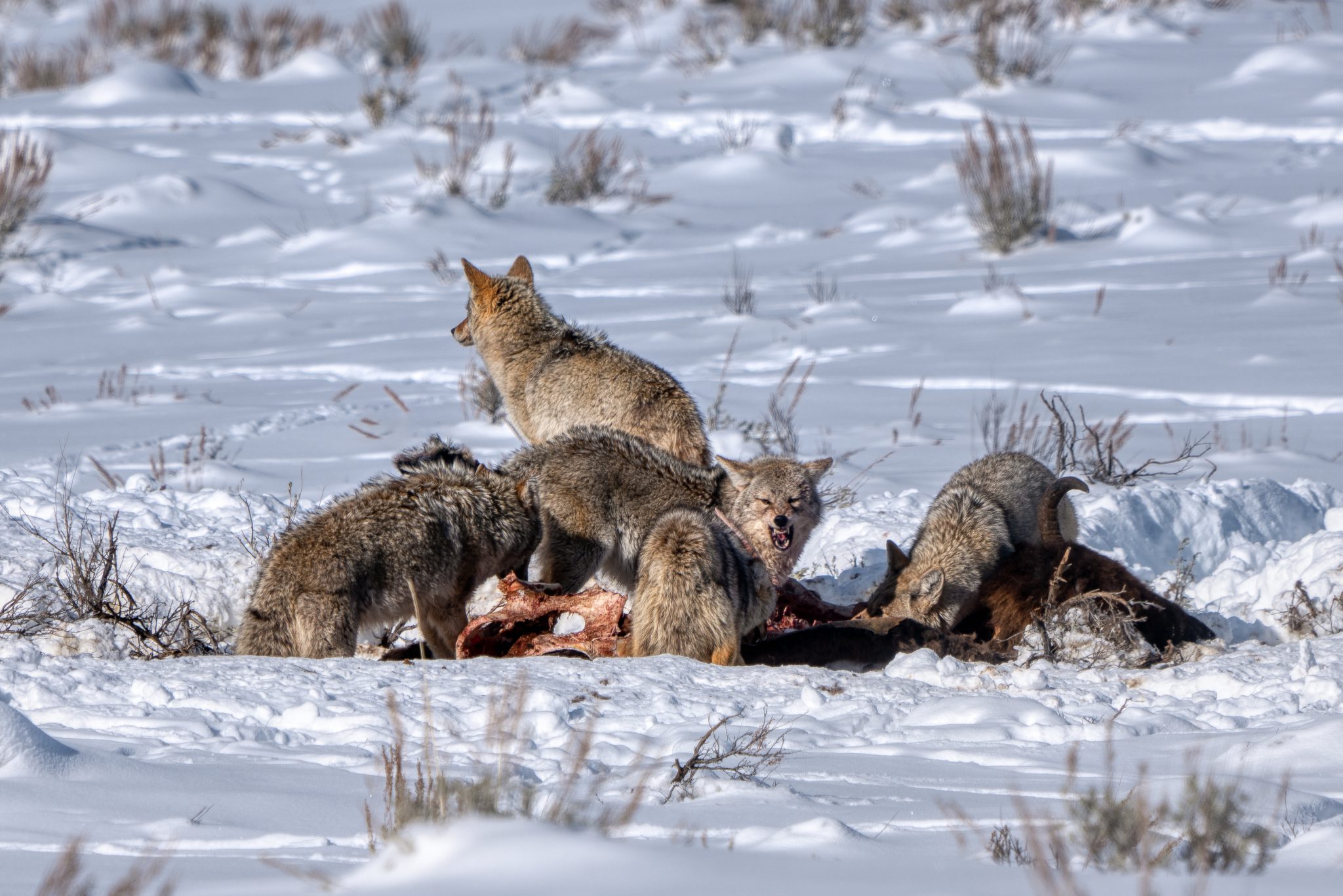 wolves on a kill