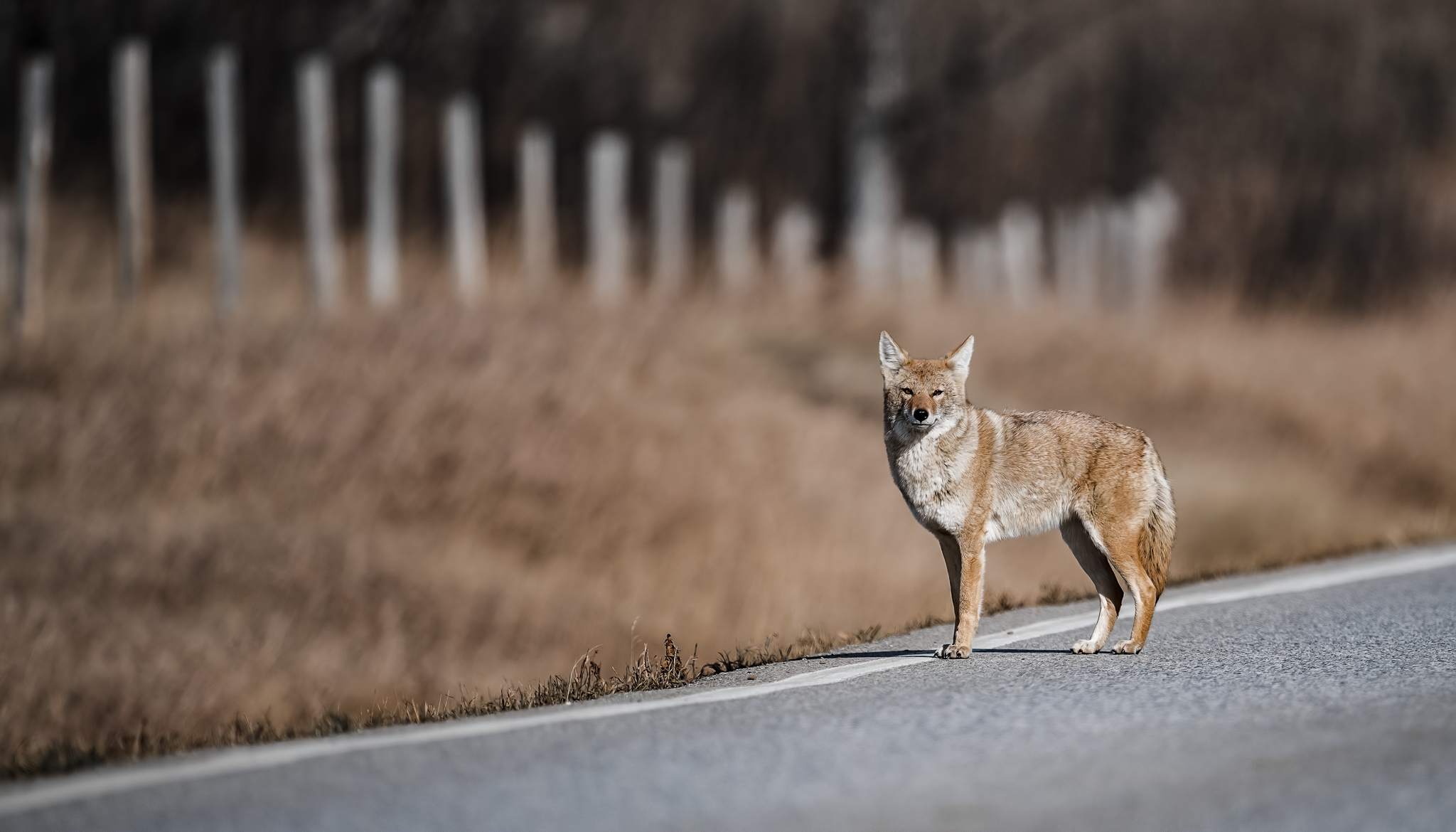 coyote calling contests