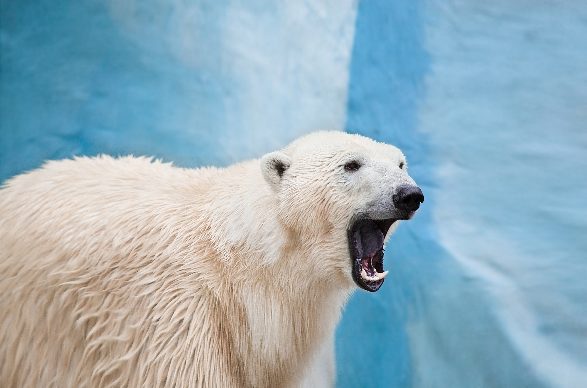 polar bears hunting